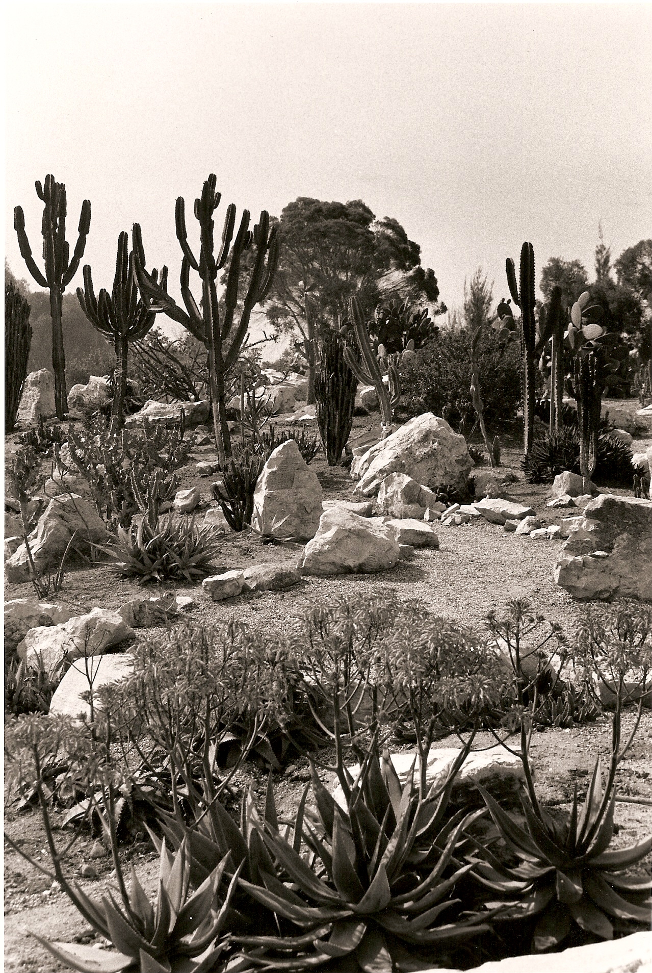 1988 Cactus Garden
