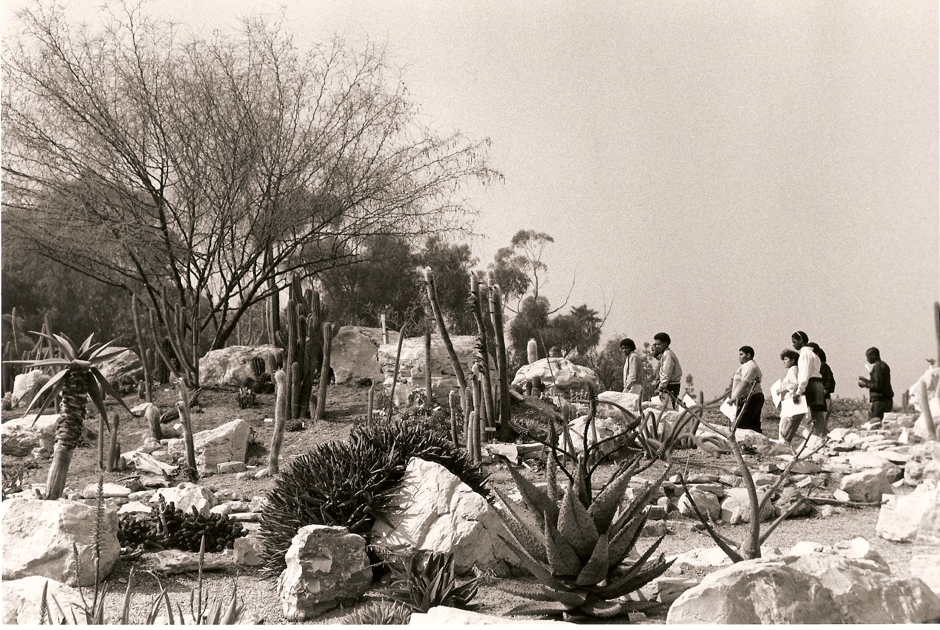 1988 Cactus Garden