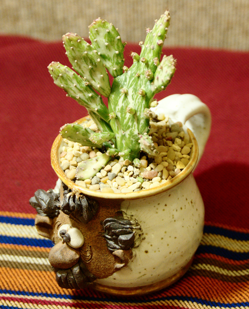 SCCSS 2015 January Winner Intermediate Cactus - Phyllis DeCrescenzo - Opuntia monacantha monstrose variegata