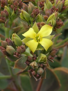 Kalanchoe grandiflora