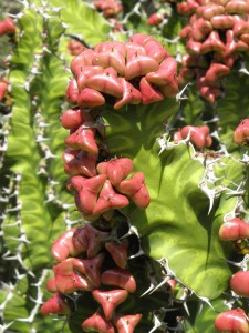 Euphorbia gradialata - fruit