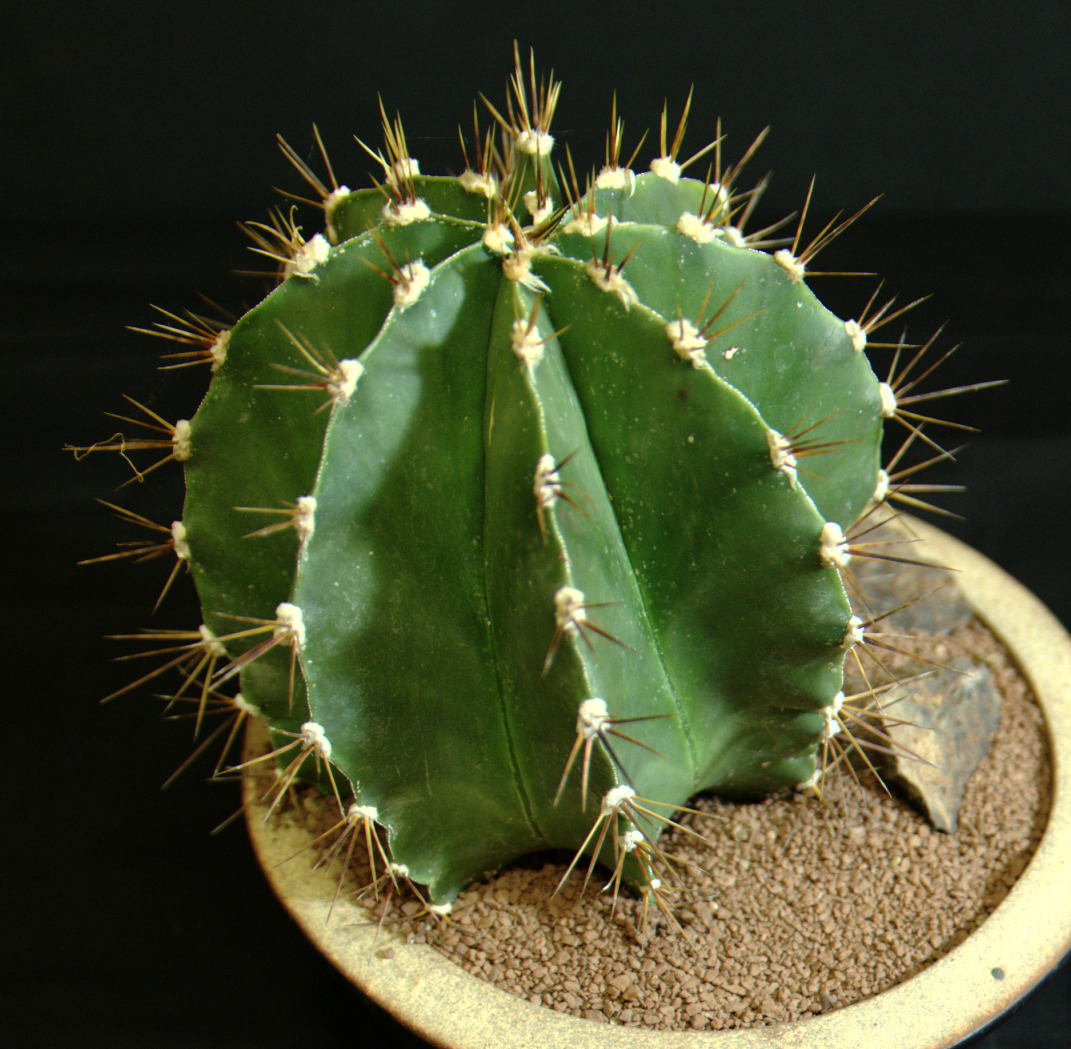 SCCSS 2015 February Winner Intermediate Cactus - Jade Neely - Astrophytum ornatum