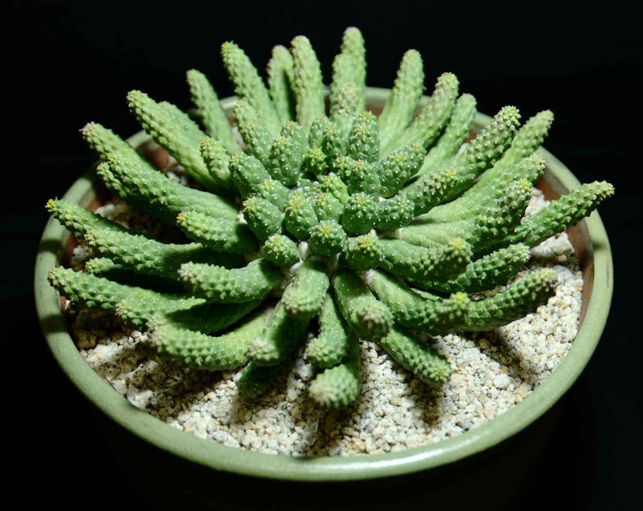 SCCSS 2015 February Winner Novice Succulent - Sally Fasteau - Euphorbia esculenta