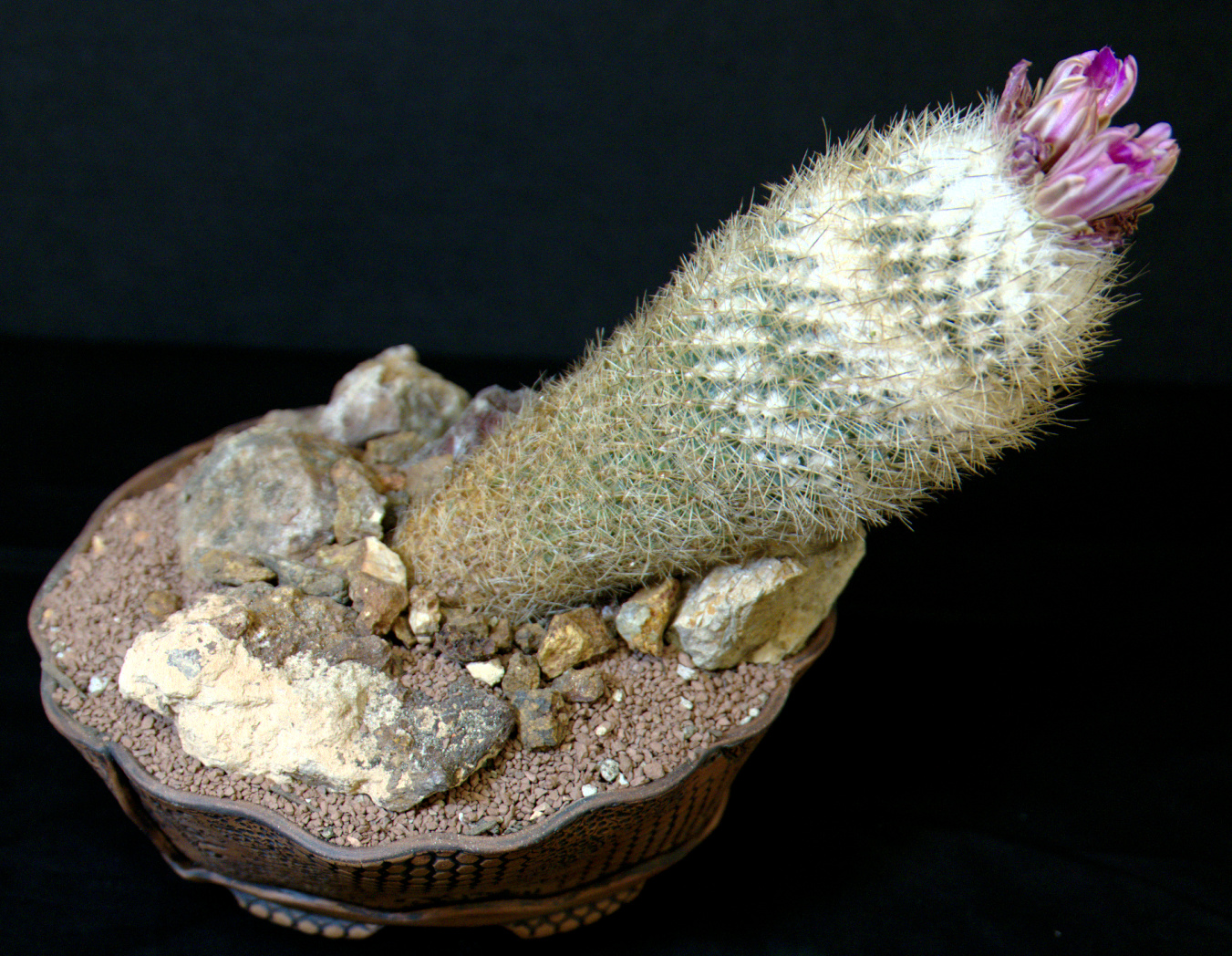 SCCSS 2015 March Winner Intermediate Cactus - Jade Neely - Gymnocactus beguinii var senilis