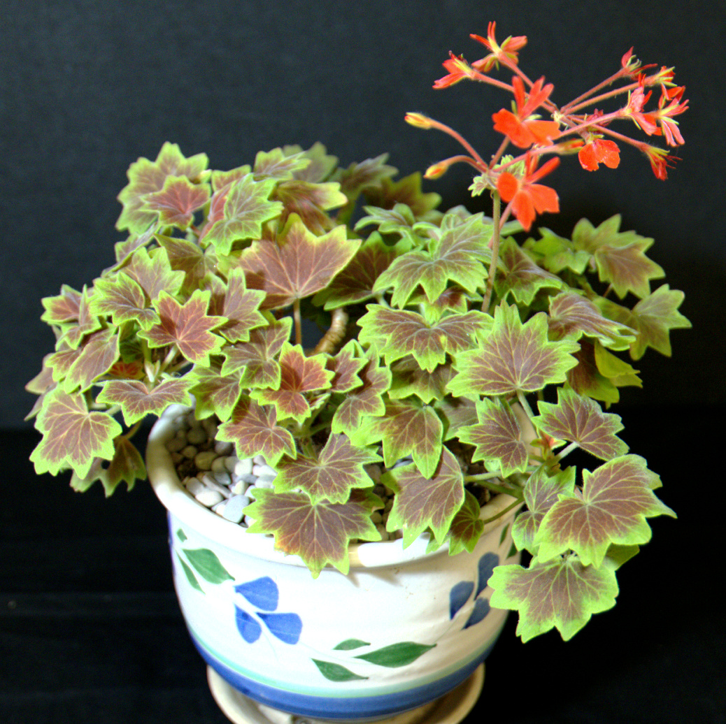 SCCSS 2015 March Winner Intermediate Succulent - Phyllis DeCresenzo - Pelargonium peltatum 'Ragtime'