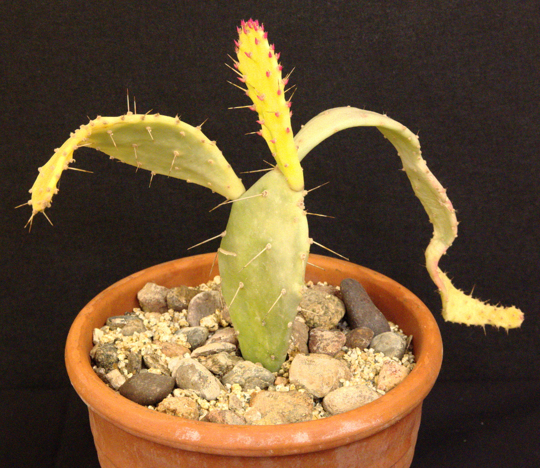 SCCSS 2015 May Winner Novice Cactus - Bernard Johnson - Opuntia droopalotia