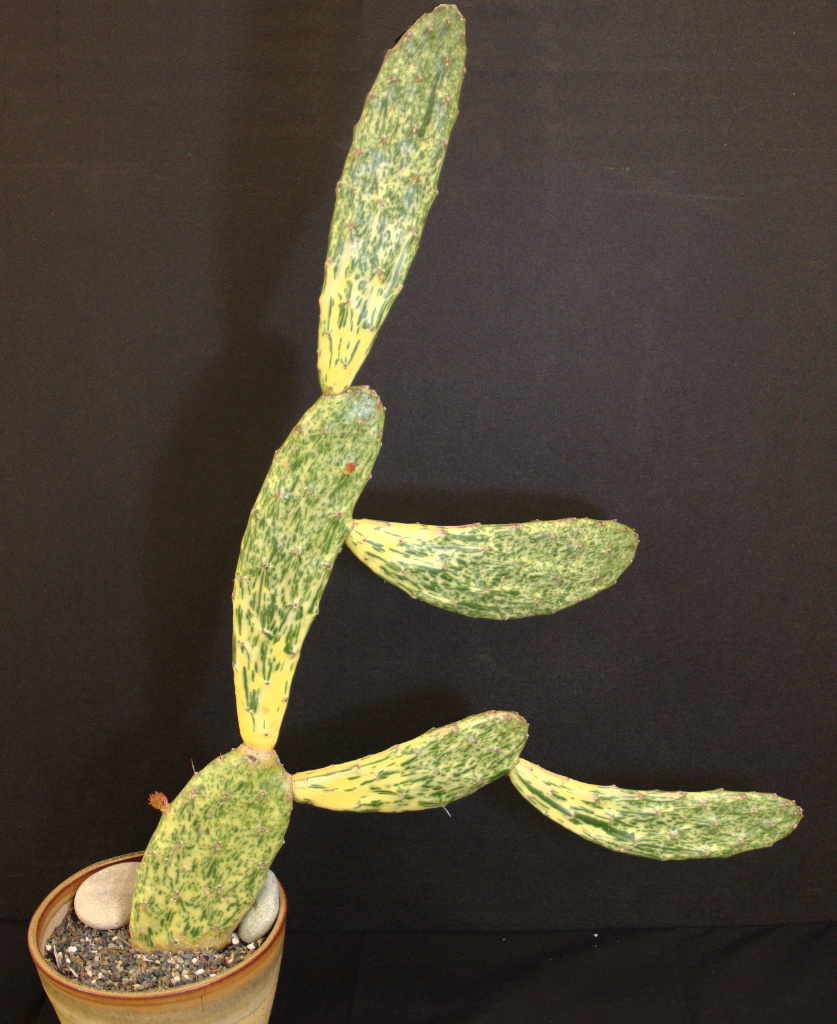 SCCSS May 2015 Winner Open Cactus - Jim Gardner - Opuntia vulgaris f. variegata