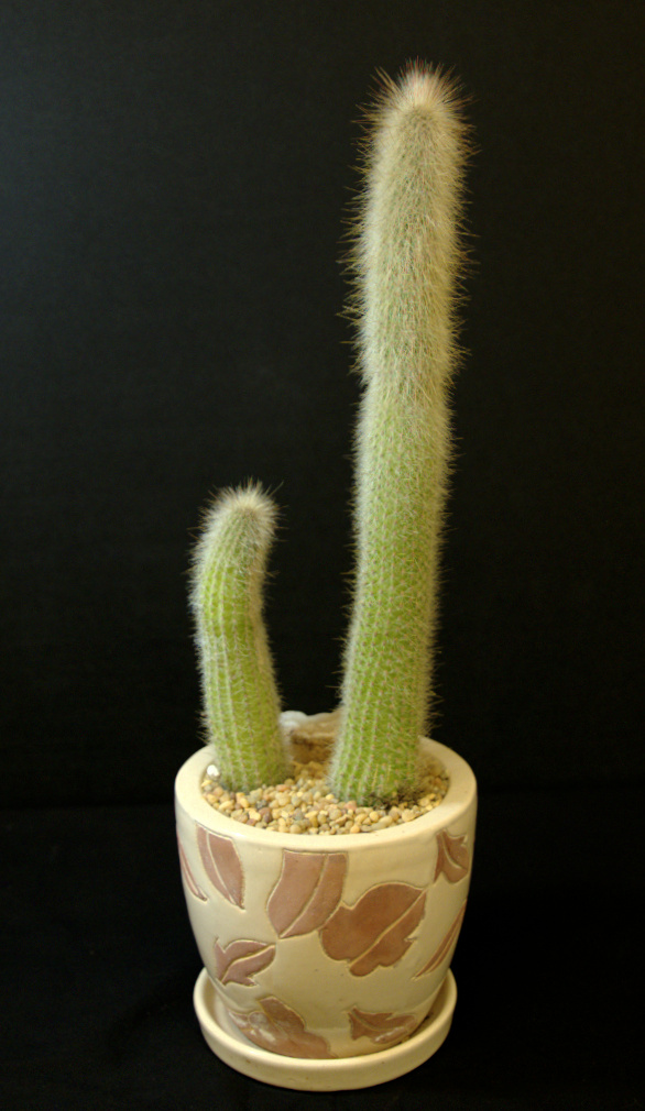 SCCSS 2015 07 - Winner Intermediate Cactus - Phyllis DeCrescenzo - Cleistocactus baumannii