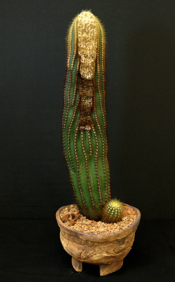 SCCSS 2015 07 - Winner Open Cactus - Gary Duke - Coleocephalocereus aureus