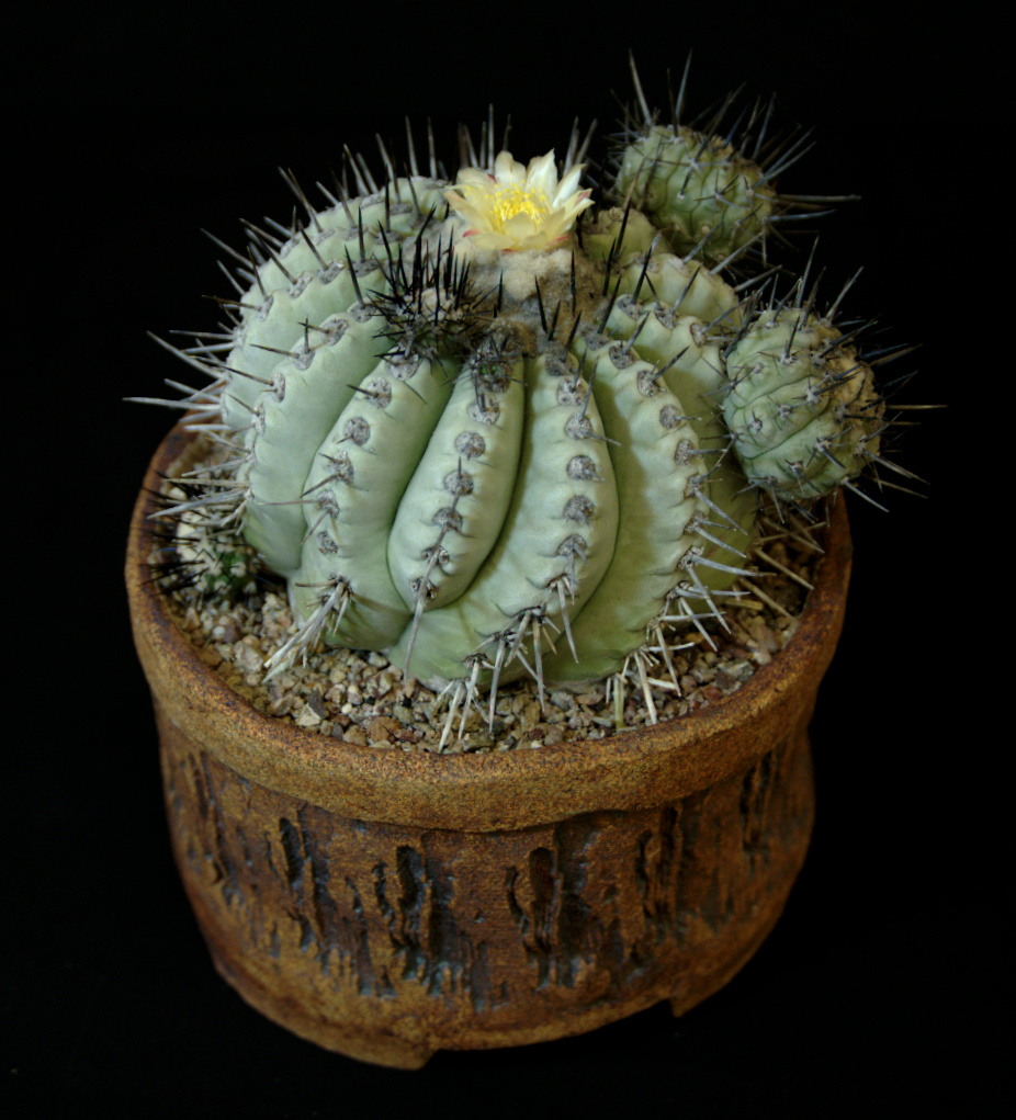 SCCSS 2015 August Winner Intermediate Cactus - Jade Neely - Copiapoa cinerea