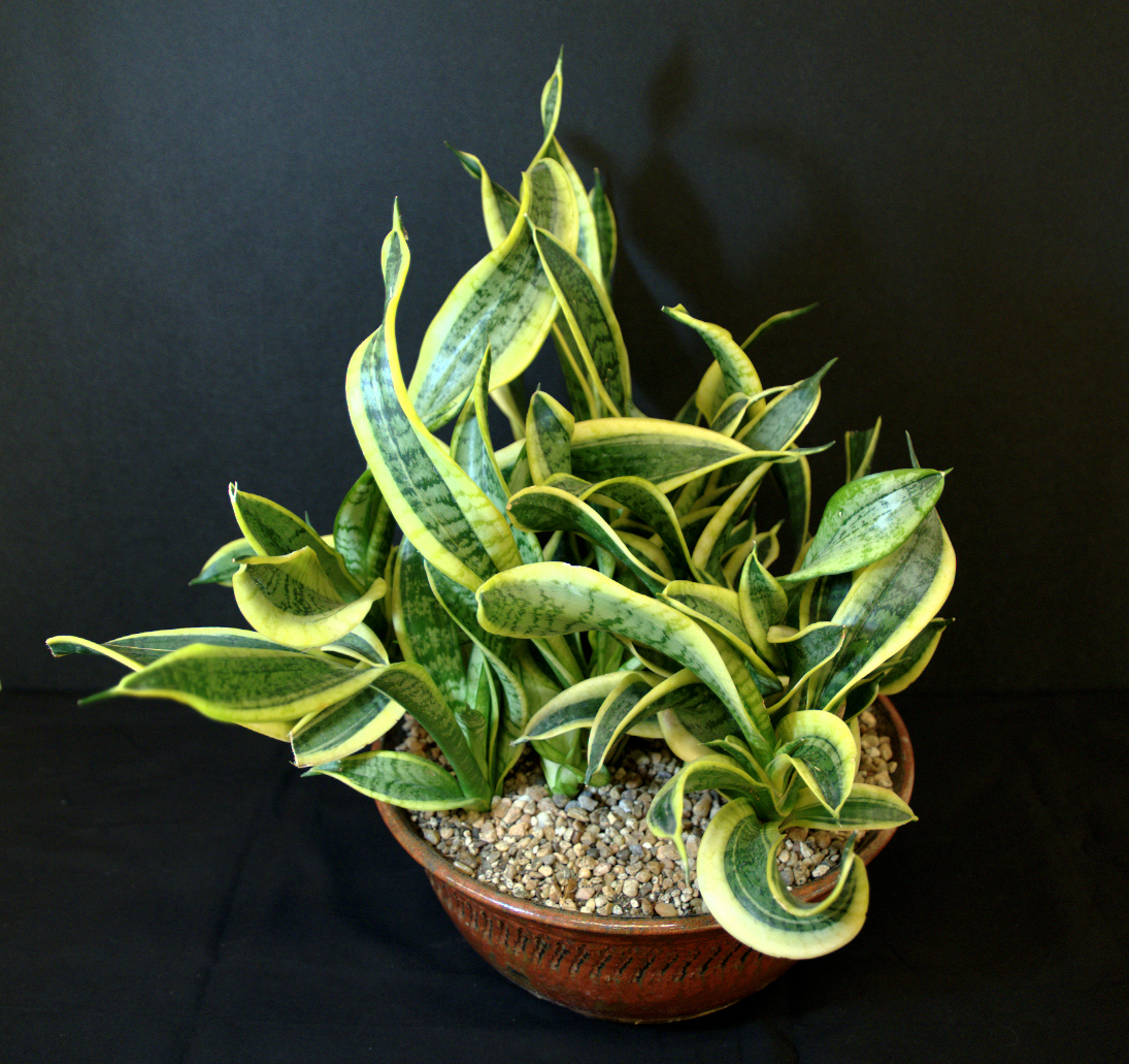 SCCSS 2015 August Winner Open Succulent - Maria Capaldo - Sanseveria 'Twisted Sister'