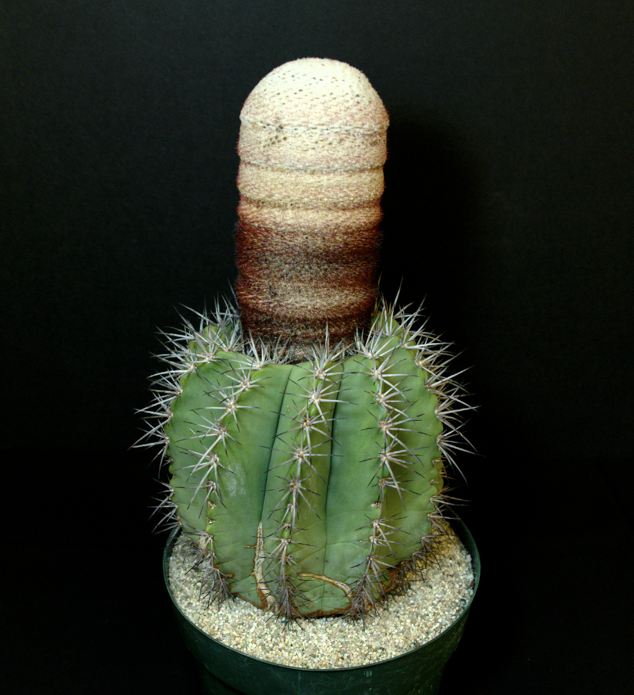 SCCSS 2015 September - Winner Open Cactus - Gary Duke - Melocactus species
