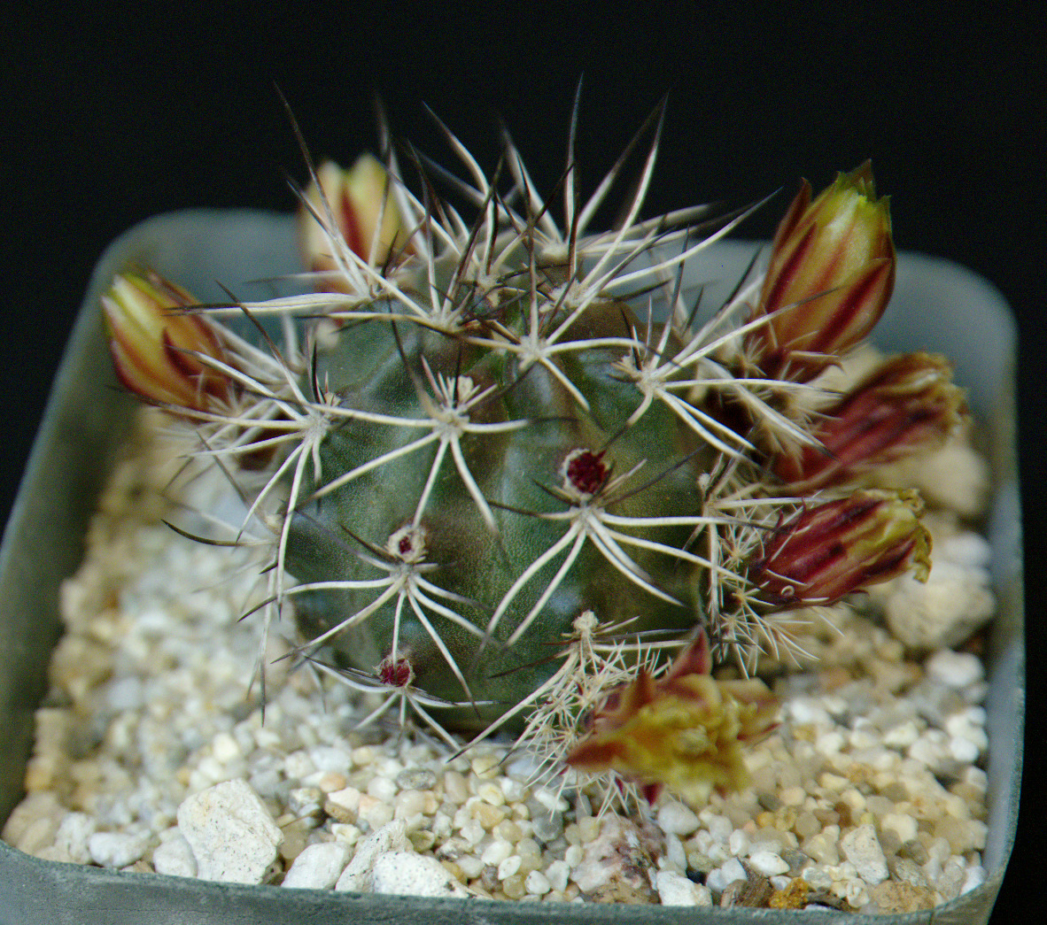 SCCSS 2016 February - Winner Novice Cactus - Bernard Johnson - Echinocereus viridiflorus ssp davisii