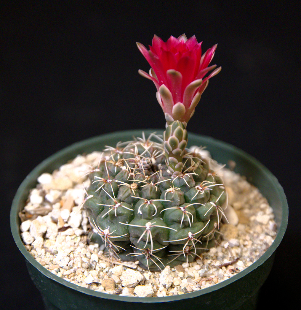 SCCSS 2016 May - Winner Intermediate Cactus - Jade Neely - Gymnocalycium baldianum