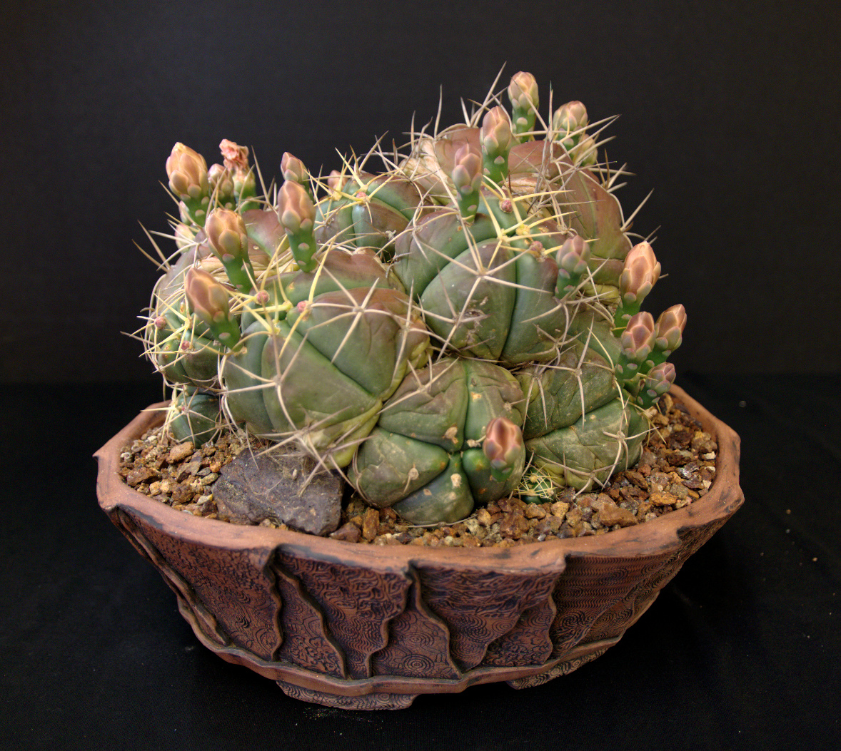 SCCSS 2016 May - Winner Open Cactus - Gary Duke - Gymnocalycium horstii