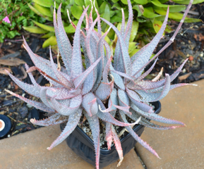 Aloe pictifolia hybrid