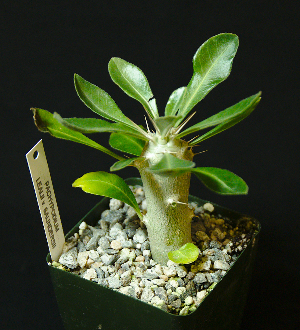 Pachypodium leilii subsp. saundersii