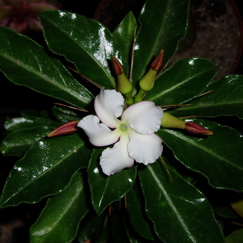 Pachypodium leilii subsp. saundersii flower