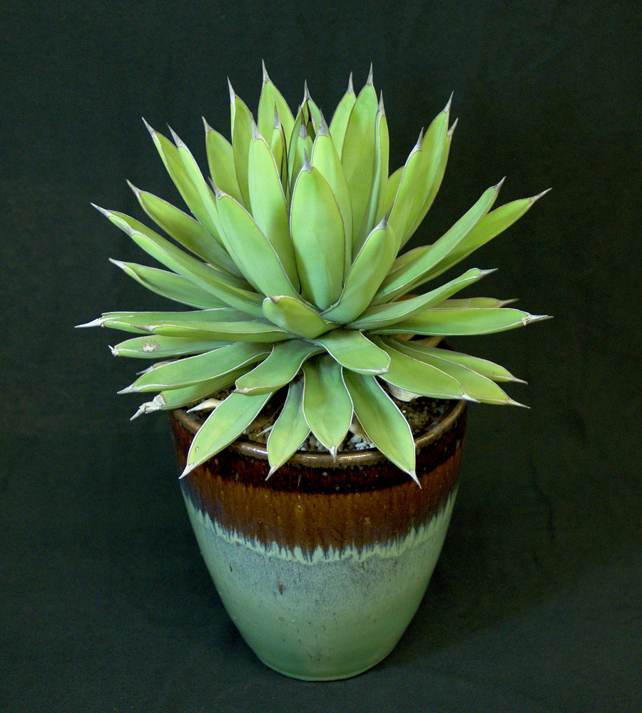 SCCSS 2017 March - Winner Intermediate Succulent - Jade Neely - Agave 'Royal Spine'