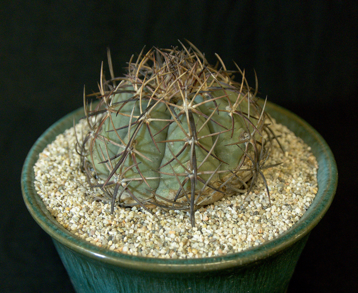 SCCSS 2017 March - Winner Open Cactus - Gary Duke - Echinocactus horizonthalonius