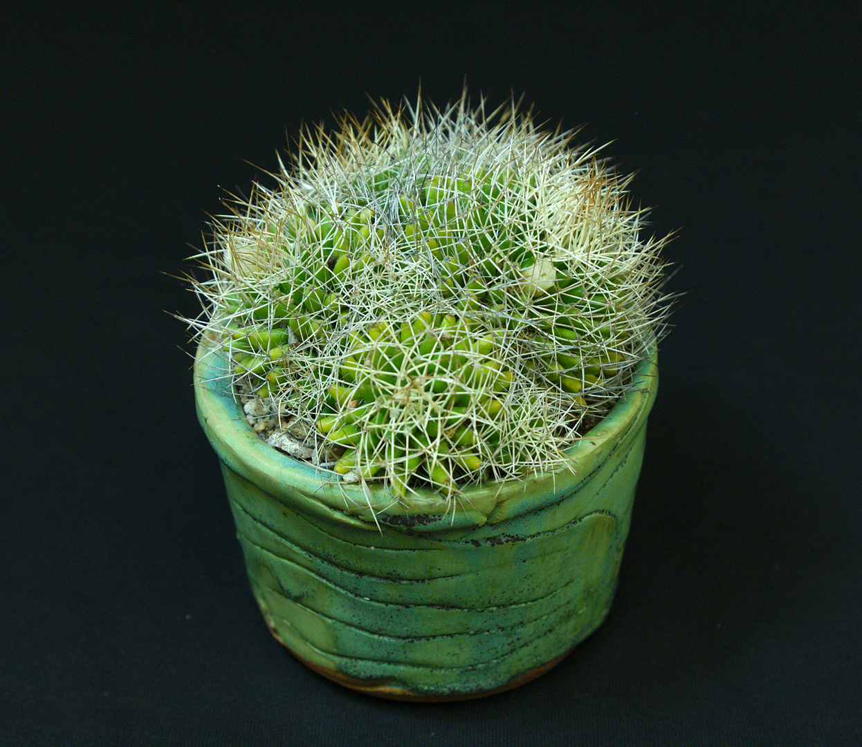 SCCSS 2017 May - Winner Novice Cactus - MA Bjarkman - Mammillaria decipiens