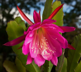 Epiphyllum hybrid