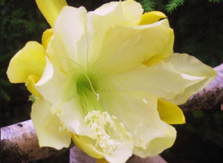 Epiphyllum ‘Lemon Custard'