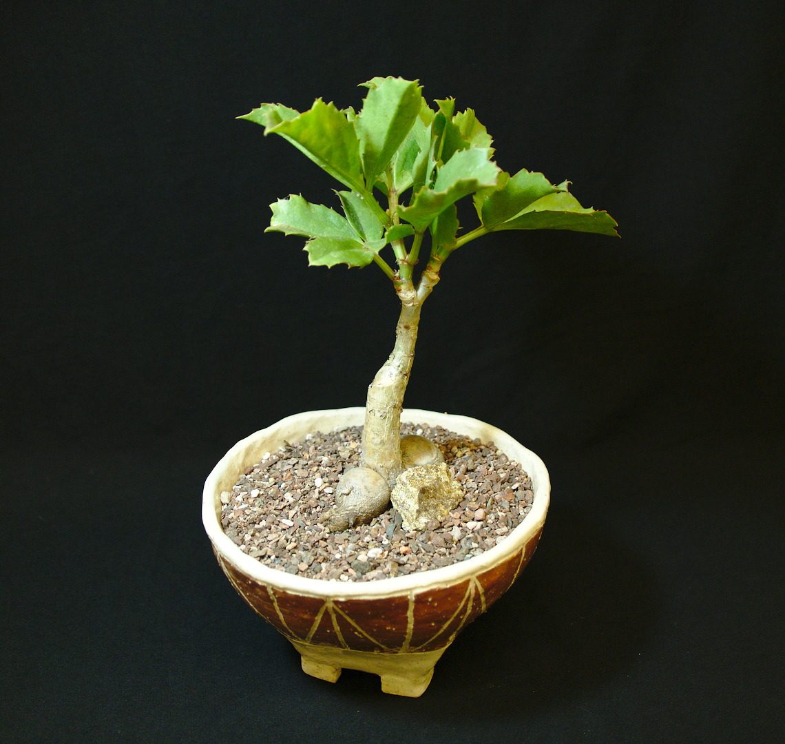 SCCSS 2017 June  Winner Novice Succulent  M.A. Bjarkman  Cyphostemma  juttae 'Fat Bastard'  SCCSS
