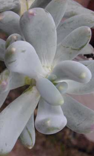 Pachyphytum clavifolia