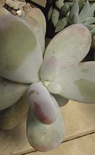 Pachyphytum oviferum