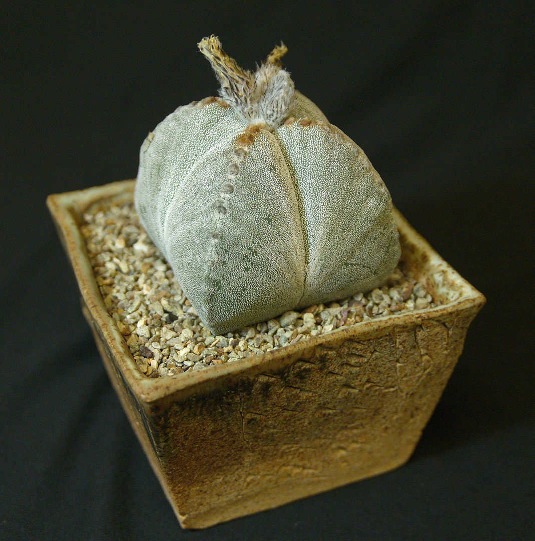 SCCSS 2017 September - Winner Novice Cactus - MA Bjarkman - Astrophytum myriostygma
