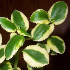 Crassula sarmentosa f. variegata
