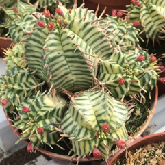 Euphorbia meloformis f. variegata