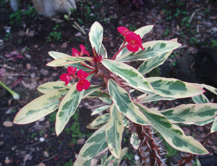 Euphorbia milii 'Variegated'