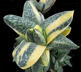 Gasteria gracilis f. variegata