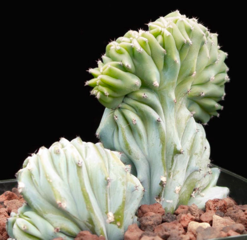 Myrtillocactus geometrizans 'Elite Crest'