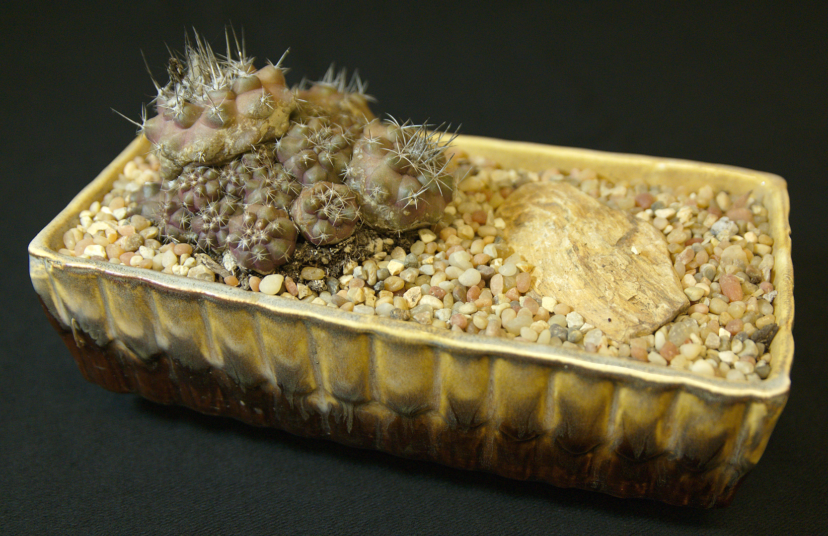 SCCSS 2017 October - Winner Intermediate Cactus - Phyllis DeCrescenzo - Copiapoa griseoviolacea