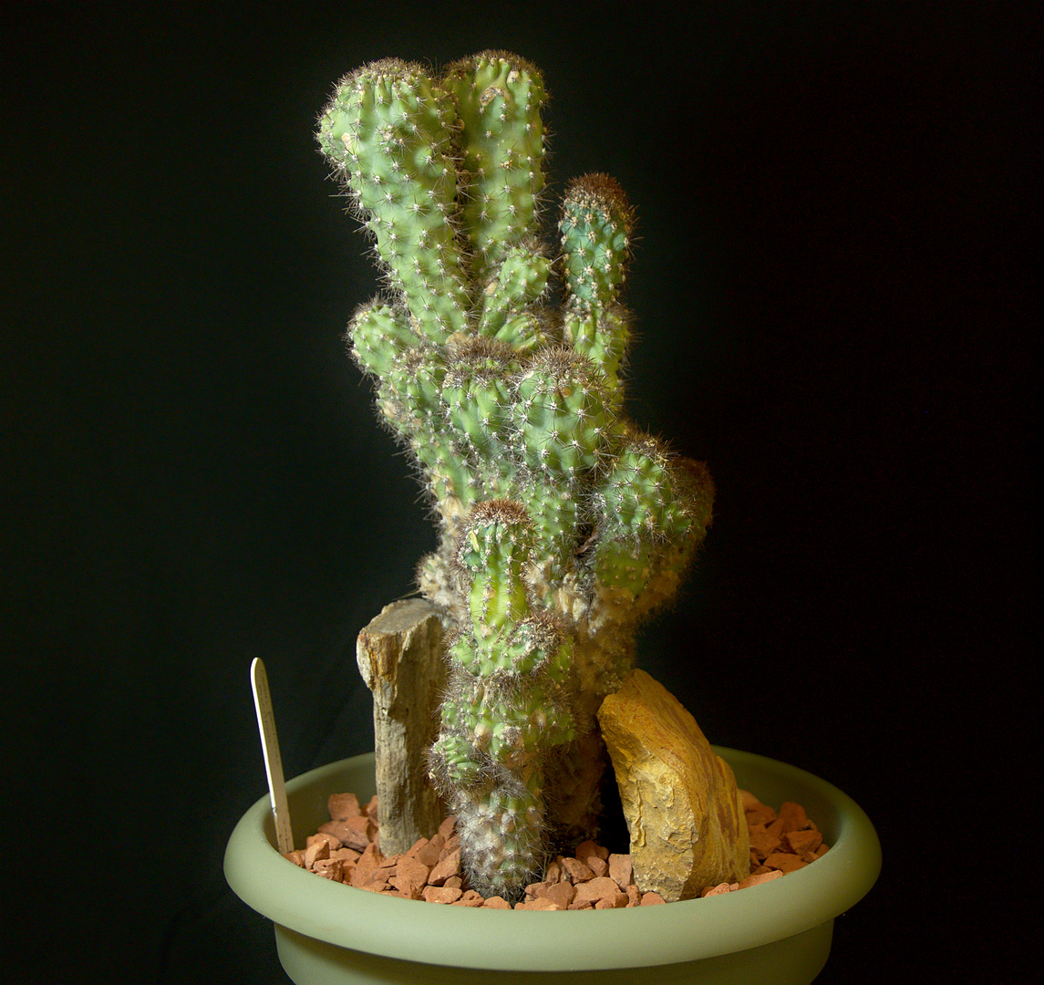 SCCSS 2017 November - Winner Intermediate Cactus - Phyllis DeCrescenzo - Cereus peruvianus f. monstruosus