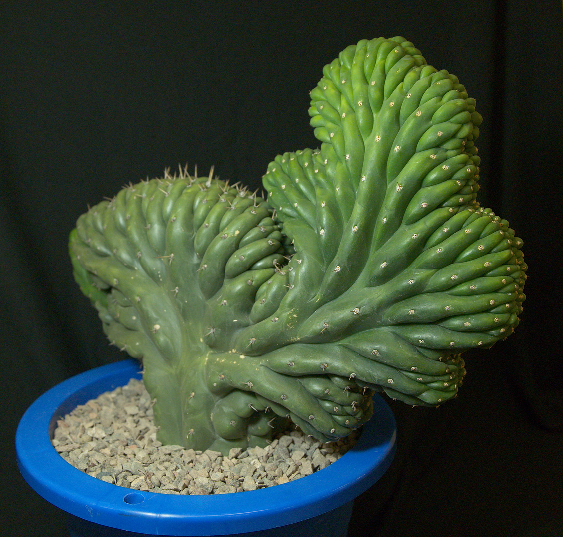 SCCSS 2017 November - Winner Novice Cactus - Terri Straub - Cereus peruvianus f. cristatus