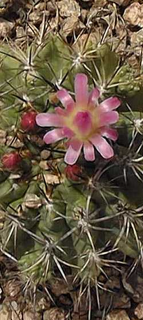 Eriosyce subgibbosa castanea