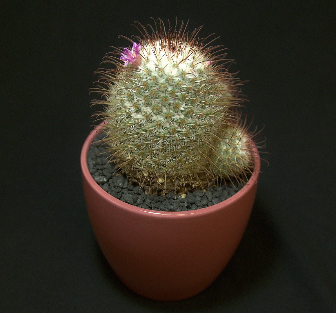 SCCSS 2018 January - Winner Novice Cactus - Terri Straub - Mammillaria bombycina