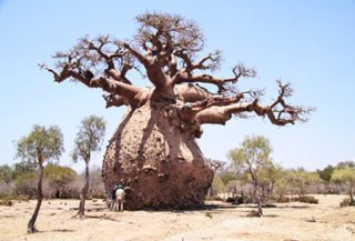 Adansonia digitata (baobab tree)