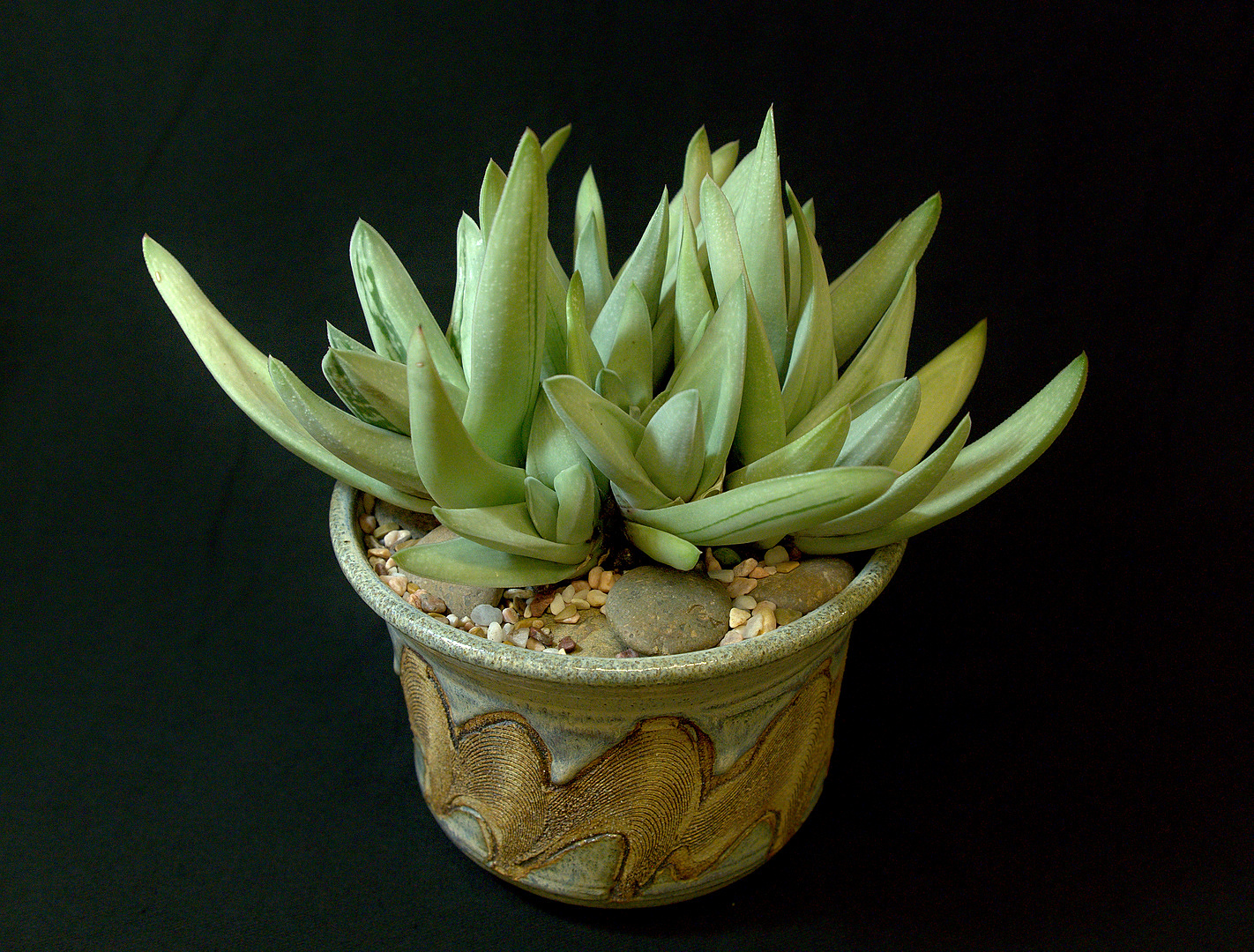 SCCSS 2018 March - Winner Novice Succulent - Coni Nettles - Gasteria 'Green Ice'