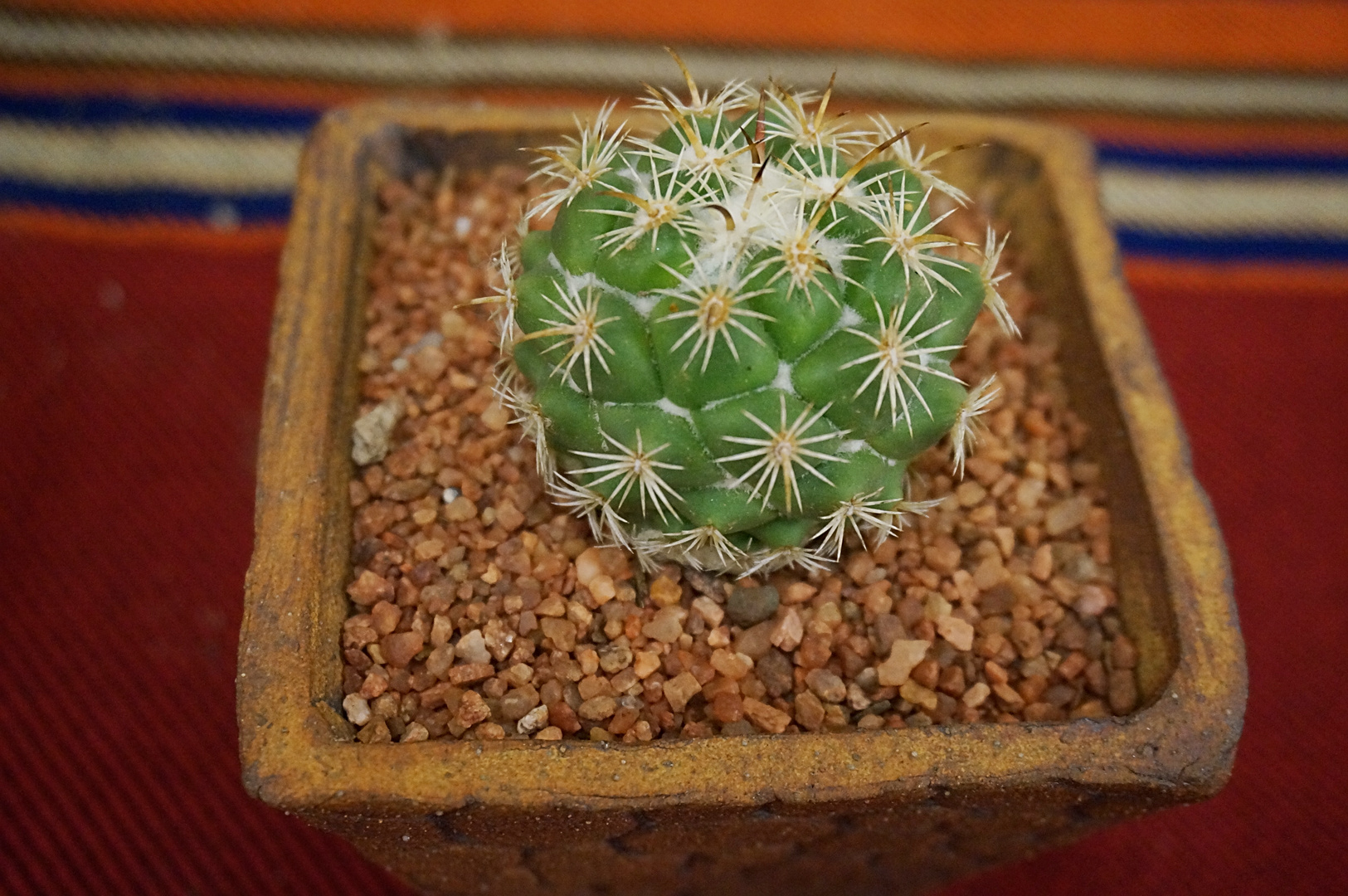 SCCSS 2018 May - Winner Intermediate Cactus - Sally Fasteau - Corypantha pallida ssp. calipensis