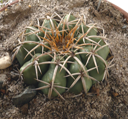 Discocactus bahiensis