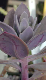 Kleinia grantii (=Senecio coccineiflorus)