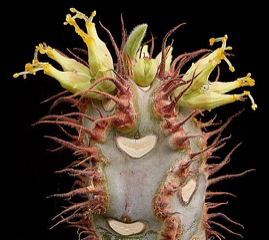 Euphorbia iharanae