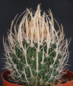 Stenocactus phyllacanthus