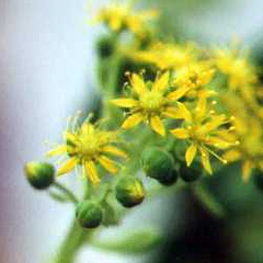 Aeonium lindleyi in flower