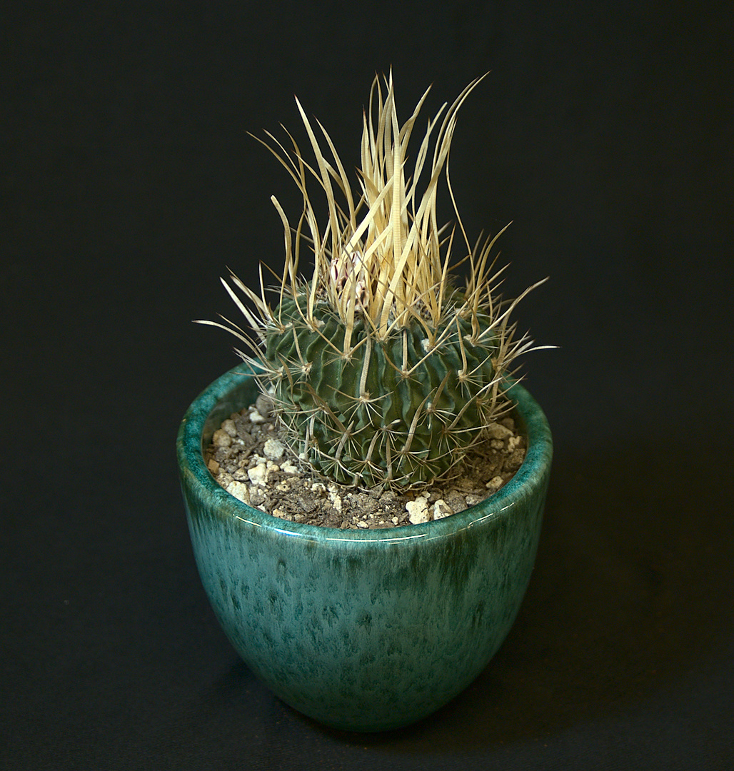 SCCSS 2019 February - Winner Novice Cactus - Martin Dorsey - Stenocactus phyllacanthus